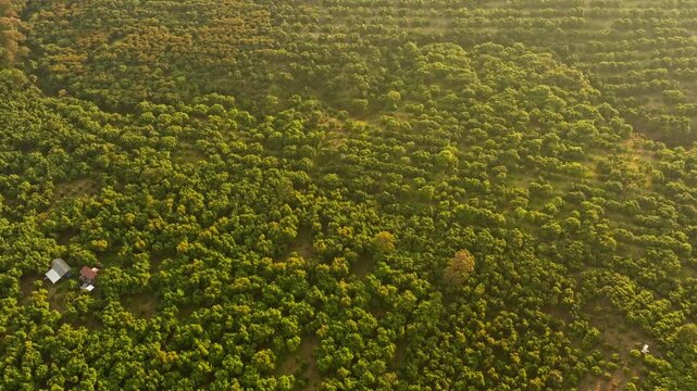 Dense avocado orchard landscape with rows of trees in Uruapan Michoacan Mexico agricultural region, aerial textured backdrop