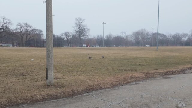 Geese in a city park on a cold spring day.