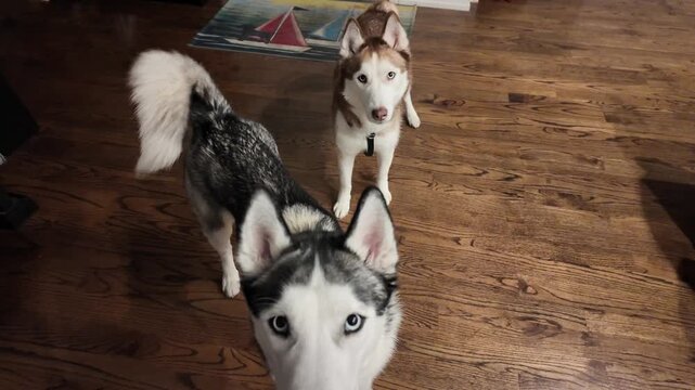 Two huskies excited at home and looking at the camera.