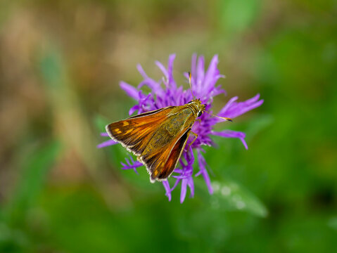 A comma butterfly (Hesperia comma) on a knapweed. Photographed in Musio, a hamlet of Tremosine.