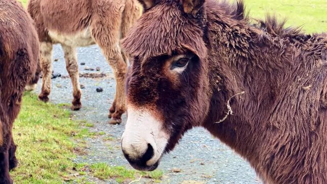 Detailed close-up of a cute brown donkey with a white muzzle looking at the camera in a rural field