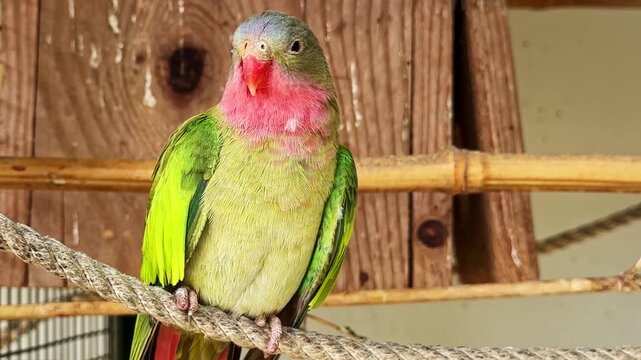 Close-up of a beautiful princess parrot, Polytelis alexandrae, perched on a rope in an aviary