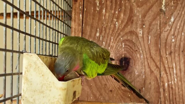Close-up of a colorful princess parrot, Polytelis alexandrae, pecking seeds from a feeder inside a cage