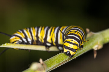 Naklejka premium closeup of monarch caterpillar on swan plant 