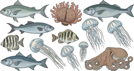 Hand drawn marine life vector set with fish jellyfish octopus and coral detailed vintage style underwater ocean animals illustration collection © Jahangir