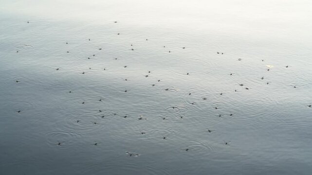 Water striders or pond skaters gliding on a calm freshwater surface creating ripples through surface tension in a natural aquatic environment.