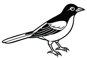 Obraz premium rosella bird silhouette line art vector illustration with a white background