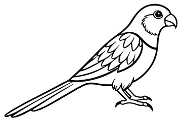 Fototapeta premium rosella bird silhouette line art vector illustration with a white background