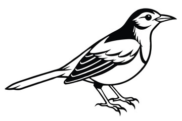 Fototapeta premium rosella bird silhouette line art vector illustration with a white background