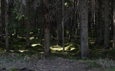 Fototapeta premium forest in the spring