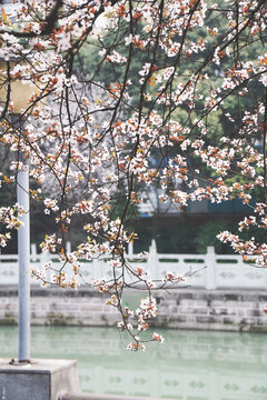 Cherry blossoms blooming along Jinjiang River in Chengdu, China &mdash; serene spring landscape with traditional white railings and tranquil water, capturing the beauty of East Asian urban nature and season