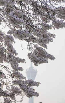 Chengdu Jinjiang 339 Tower seen through blooming white flowers in foggy urban landscape, capturing springtime beauty and modern architecture contrast
