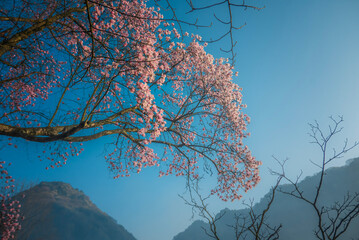Pink Magnolia Blossoms in Full Bloom Against Clear Blue Sky with Mountain Backdrop, Spring Nature Landscape Photography © wendi