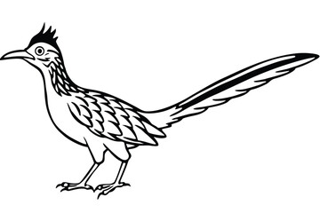 Fototapeta premium roadrunner bird silhouette line art vector illustration with a white background