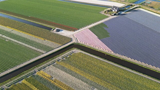 Aerial view of vibrant patchwork fields of tulips and crops divided by narrow canals create a symphony of color, Lisse, Netherlands.