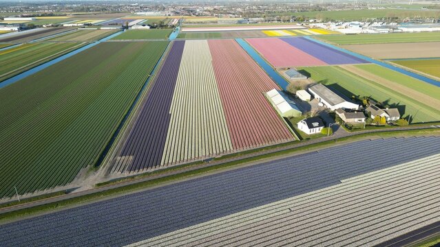 Aerial view of vivid stripes of vibrant flower fields create a stunning tapestry of color, juxtaposed with the serene canals, Lisse, Netherlands.