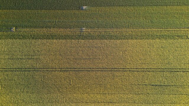 Aerial view of fields with contrasting green and golden hues, divided by dark lines, creating a textured agricultural landscape, Lisse, Zuid-Holland, Netherlands.