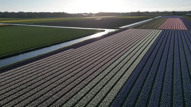 Aerial view of colorful tulip fields stretch in vibrant stripes, bordered by tranquil canals reflecting the sky's soft glow, Lisse, Zuid-Holland, Netherlands.