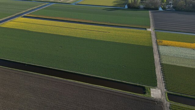 Aerial view of vibrant tulip fields create a patchwork of colors, from deep greens to bright yellows, in the landscape, Lisse, Zuid-Holland, Netherlands.