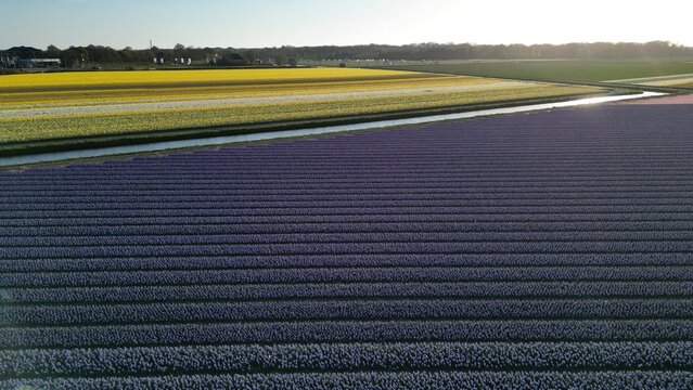Aerial view of vibrant tulip fields creating a colorful mosaic stretching to the horizon, a serene canal bisecting the landscape, Lisse, Zuid-Holland, Netherlands.