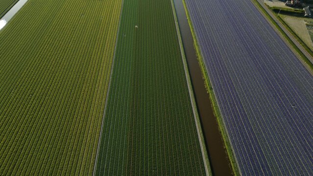 Aerial view of vibrant, contrasting bands of color delineate flower fields, a rich tapestry of greens and purples, Lisse, Netherlands.
