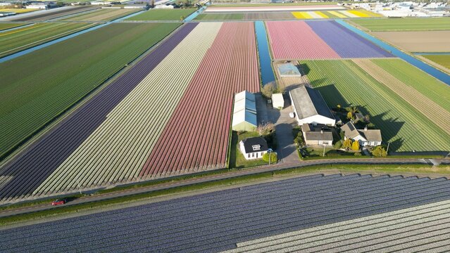 Aerial view of vibrant tulip fields painted in stripes of lavender, rose, and gold stretch out beside farm buildings, Lisse, Netherlands.