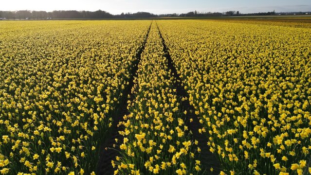 Aerial view of a vibrant yellow flower field, bisected by dark tracks, stretches to the horizon under a soft sky, Lisse, Zuid-Holland, Netherlands.