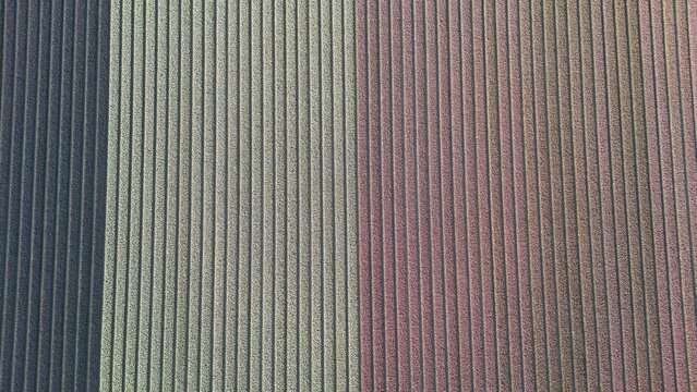 Aerial view of vibrant flower fields stretching across the landscape, a tapestry of colors divided by dark canals, Lisse, Zuid-Holland, Netherlands.
