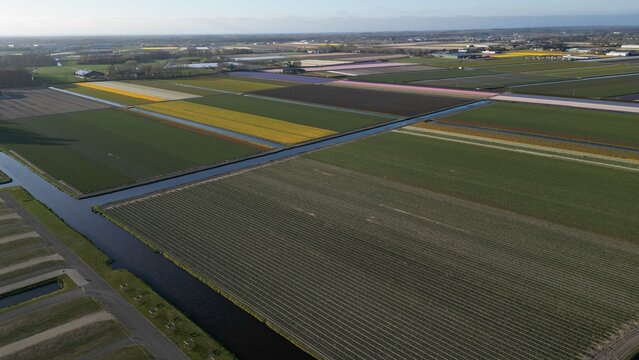 Aerial view of colorful flower fields creating a vibrant patchwork across the landscape, Lisse, Netherlands.
