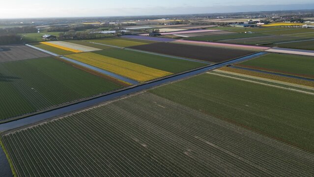 Aerial view of neatly organized rows of vibrant tulip fields form a colorful patchwork quilt under a soft sky, Lisse, Netherlands.