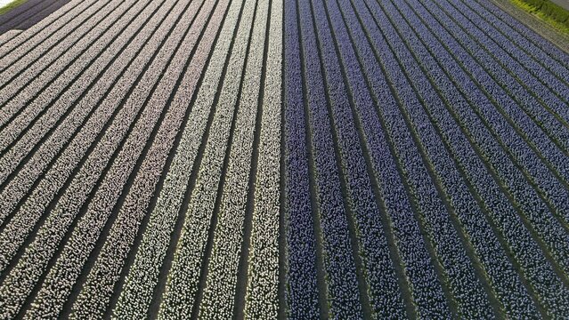 Aerial view of vibrant, parallel flower fields stretching out in colorful rows, a textured tapestry of nature's art, Lisse, Zuid-Holland, Netherlands.
