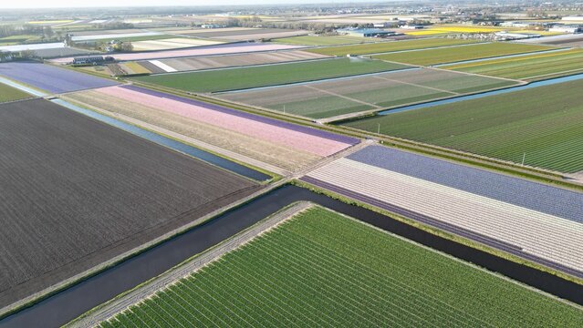 Aerial view of vibrant tulip fields creating a colorful patchwork quilt, divided by dark canals, a stark contrast to the bright floral hues, Lisse, Zuid-Holland, Netherlands.