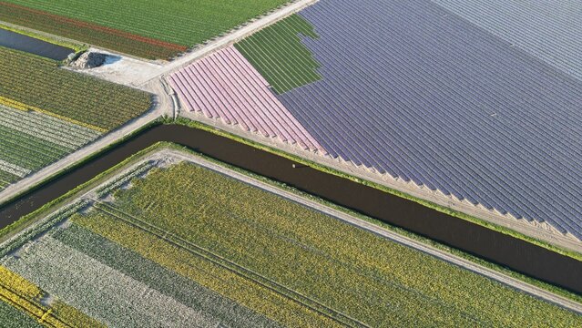 Aerial view of vibrant tulip fields, meticulously arranged in stripes of deep purples, yellows, pinks, and greens creating a breathtaking tapestry, Lisse, Zuid-Holland, Netherlands.