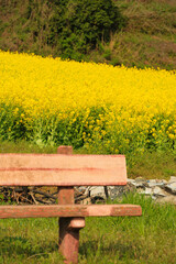 Fototapeta premium Vibrant Yellow Canola Flower Terraced Fields in Cheongsando Island South Korea