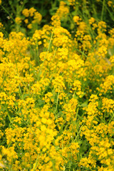 Obraz premium Vibrant Yellow Canola Flower Close up with Bright Spring Sunlight