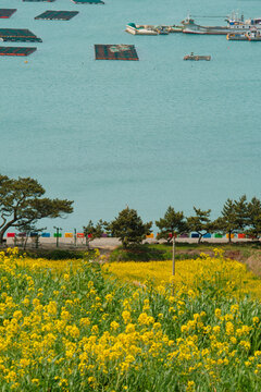 Aerial View of Yellow Canola Fields with Blue Sea in Cheongsando Island South Korea