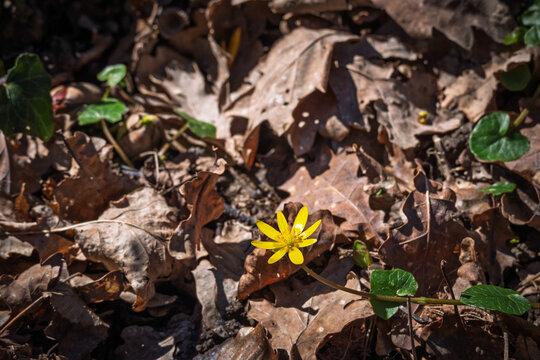 Fleur de ficaire fausse-renoncule jaune vif parmi les feuilles mortes en for&ecirc;t