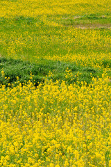 Fototapeta premium Vibrant Yellow Canola Flower Close up with Bright Spring Sunlight