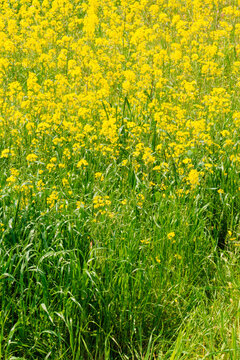 Vibrant Yellow Canola Flower Close up with Bright Spring Sunlight