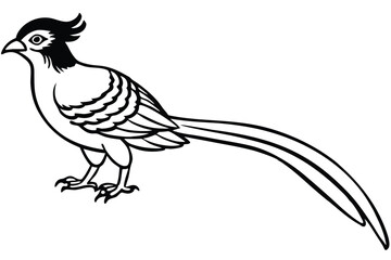 Fototapeta premium roadrunner bird silhouette line art vector illustration with a white background