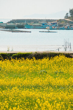 Aerial View of Yellow Canola Fields with Blue Sea in Cheongsando Island South Korea
