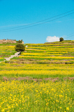 Vast Yellow Canola Flower Fields Under Clear Blue Sky in Cheongsando Island
