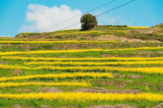 Vast Yellow Canola Flower Fields Under Clear Blue Sky in Cheongsando Island