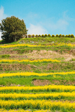 Vast Yellow Canola Flower Fields Under Clear Blue Sky in Cheongsando Island