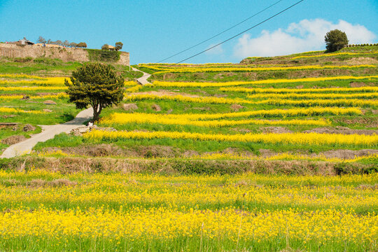 Vast Yellow Canola Flower Fields Under Clear Blue Sky in Cheongsando Island