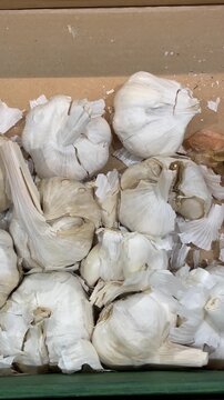 Closeup garlic bulbs piled in crate, vendor sorting and packing white cloves for wholesale sale, papery skins scattered across cardboard,
