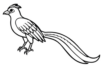 Fototapeta premium roadrunner bird silhouette line art vector illustration with a white background