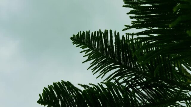 Norfolk Island Pine Branches Swaying Against Overcast Sky, Close-up of Conifer Needles in Breeze