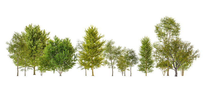 Various green trees 3d  transparent background