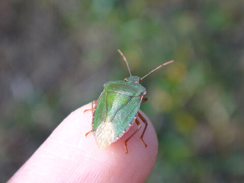The green shield bug (Palomena prasina) sitting on a human finger
